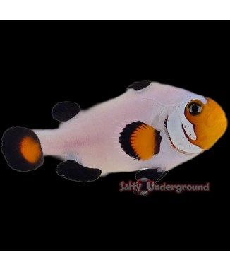Salty Underground: Wyoming White Clownfish (Ocellaris)