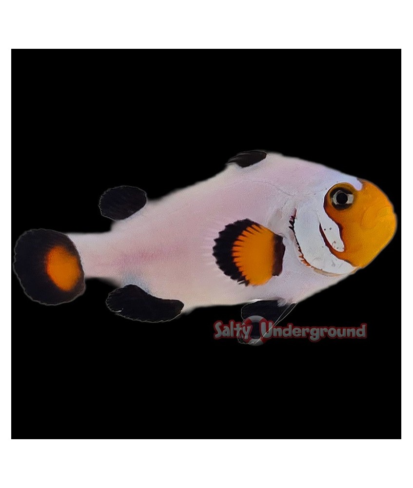 Salty Underground: Wyoming White Clownfish (Ocellaris)