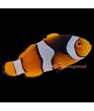 Salty Underground: Semi Onyx Clownfish (Percula)