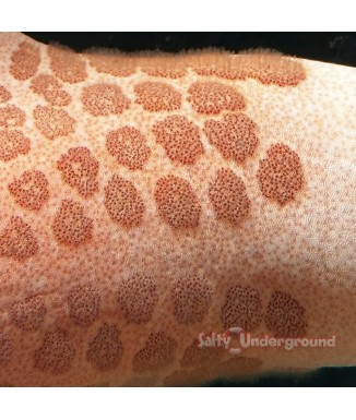 Salty Underground: Granulated Sea Star (Choriaster granulatus)