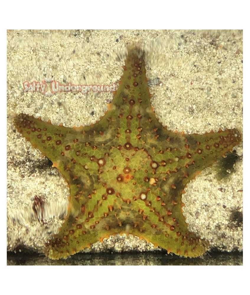 Salty Underground: Green Bahama Starfish (Oreaster reticulatus)
