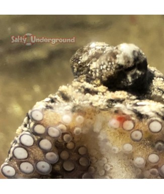 Octopus Brown Pacific (Octopus sp.) eye