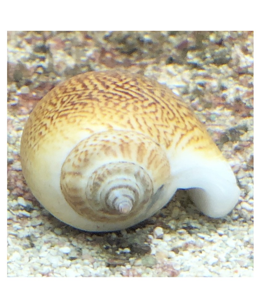 Salty Underground:  Dog Conch (Laevistrombus canarium)