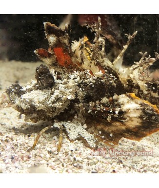 Filament Devil Scorpionfish  (Inimicus filamentosus) 2