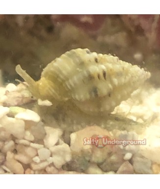 Salty Underground: Nassarius Snail Nano (Nassarius sp.)