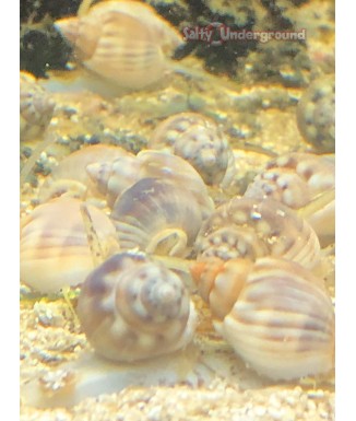 Salty Underground: Nassarius Snail (Nassarius sp.)