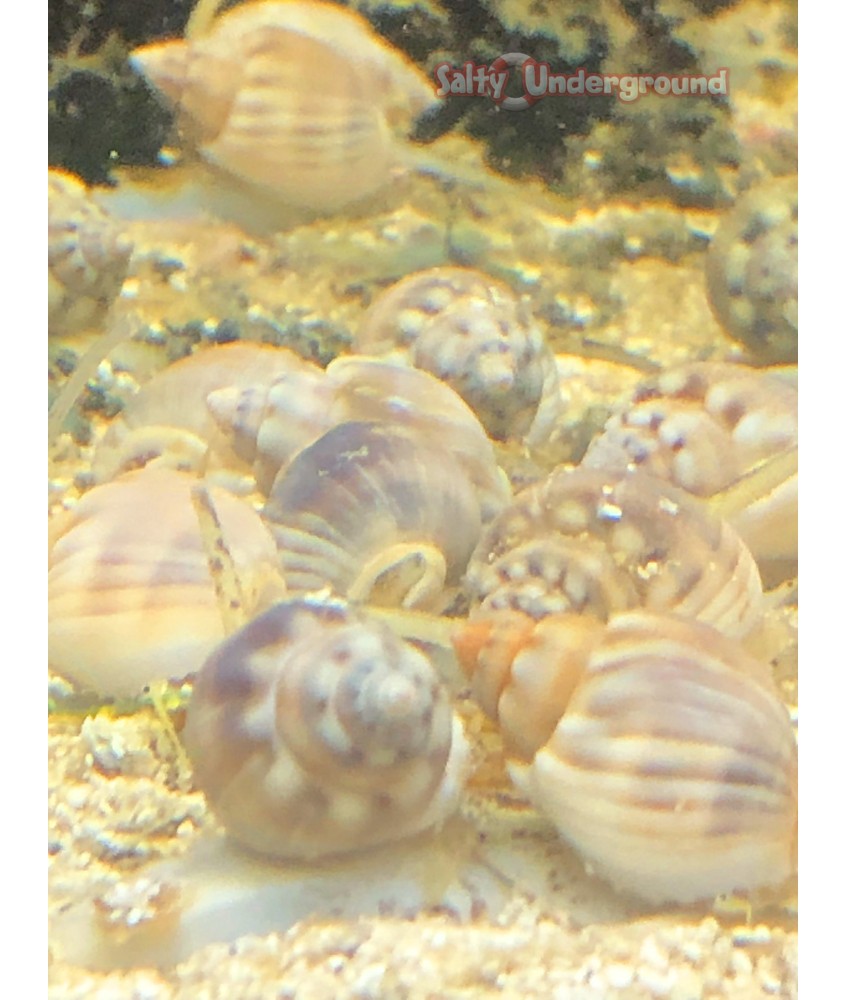 Salty Underground: Nassarius Snail (Nassarius sp.)