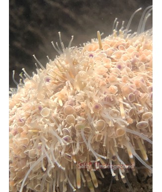 Salty Underground: Flower Sea Urchin