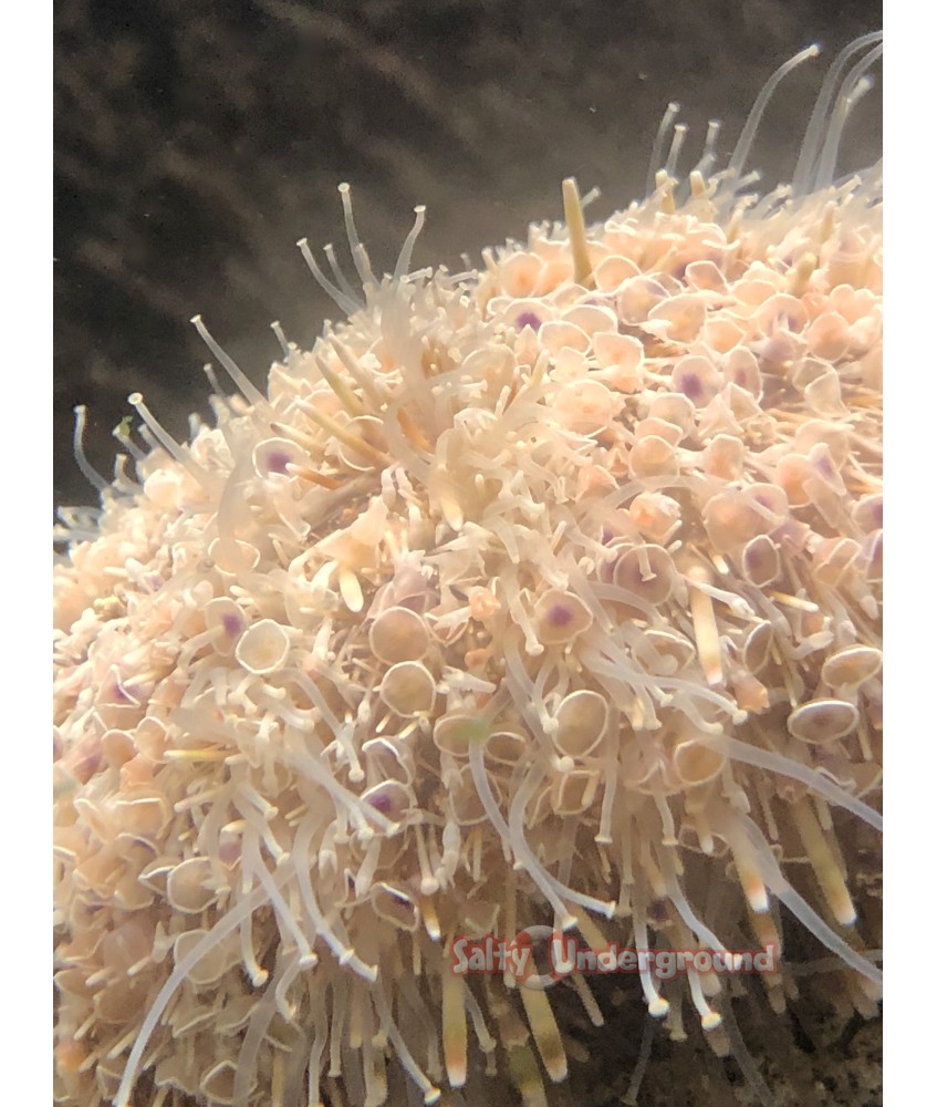 Salty Underground: Flower Sea Urchin