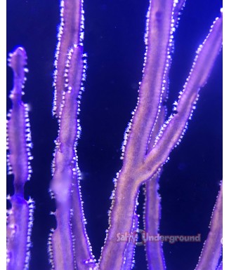 Purple Blade Gorgonian