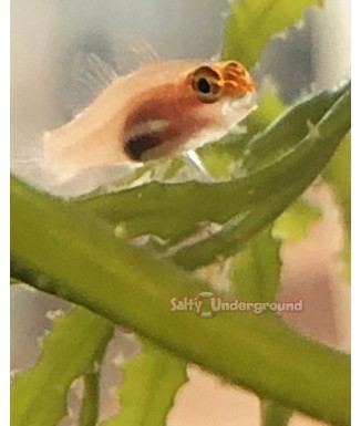 Salty Underground: Eviota Pygmy Goby (Eviota Pellucida)