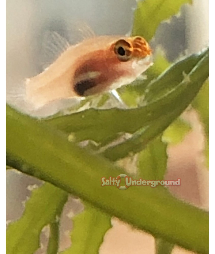 Salty Underground: Eviota Pygmy Goby (Eviota Pellucida)