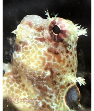 Salty Underground: Triple Spot Blenny (Crossosalarius macrospilus)