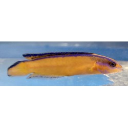Neon Pseudochromis Dottyback (Aldabraensis)