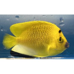 Flagfin Angelfish (Apolemichthys trimaculatus) sideview