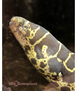 Chain Link Moray Eel
