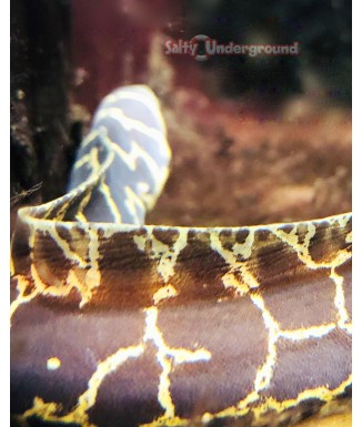 Chain Link Moray Eel full