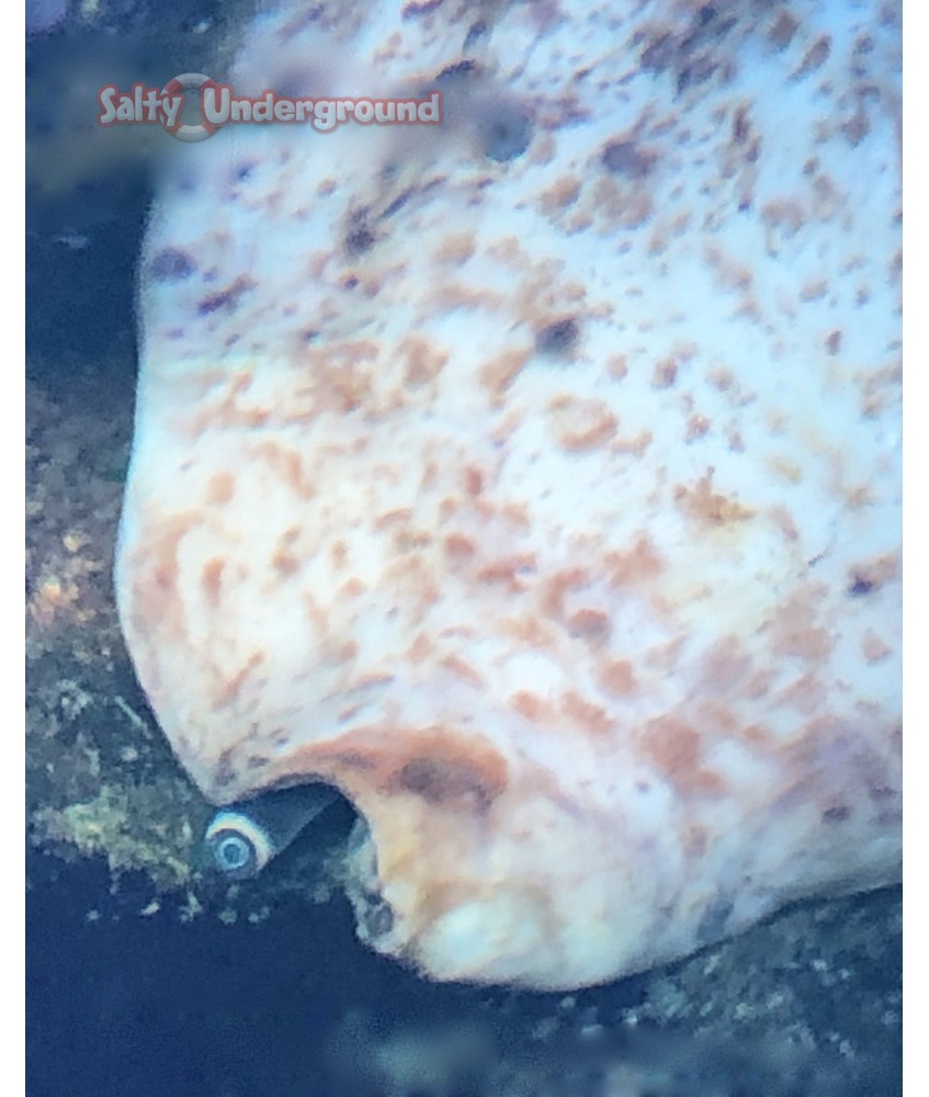 Salty Underground: Milk Conch
