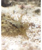 Salty Underground: Shaggy Sea Hare (Bursatella Leachii)