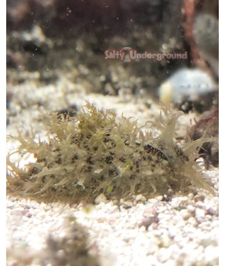 Salty Underground: Shaggy Sea Hare (Bursatella Leachii)