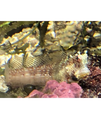 Salty Underground: Triple Spot Blenny (Crossosalarius macrospilus)