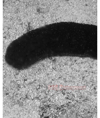 Salty Underground: Tan and White Sea Cucumber (Holothuria Atra)