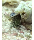 Salty Underground:  Conch Snail