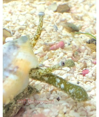Salty Underground:  Conch Snail