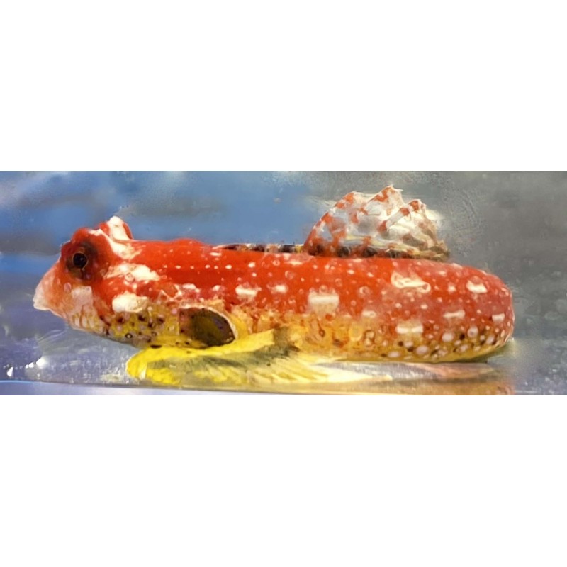 Ruby Red Dragonette Goby (Synchiropus sycorax)
