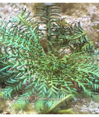 Feather Star - Green full