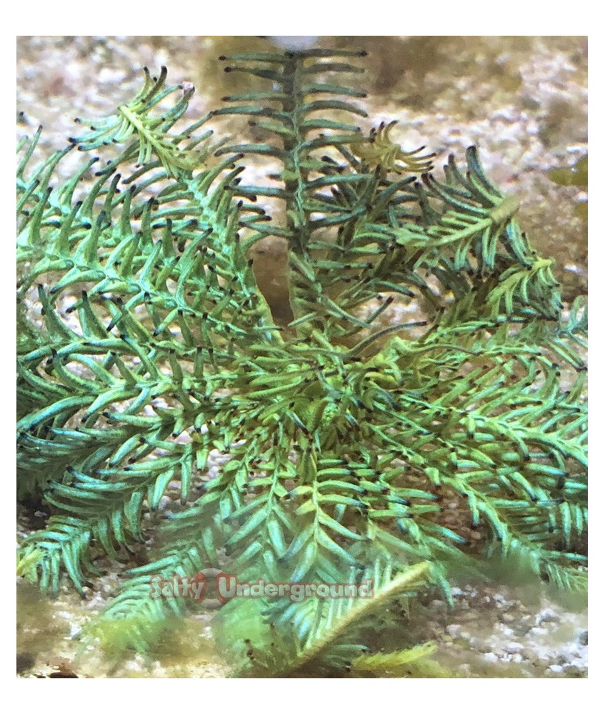 Feather Star - Green full