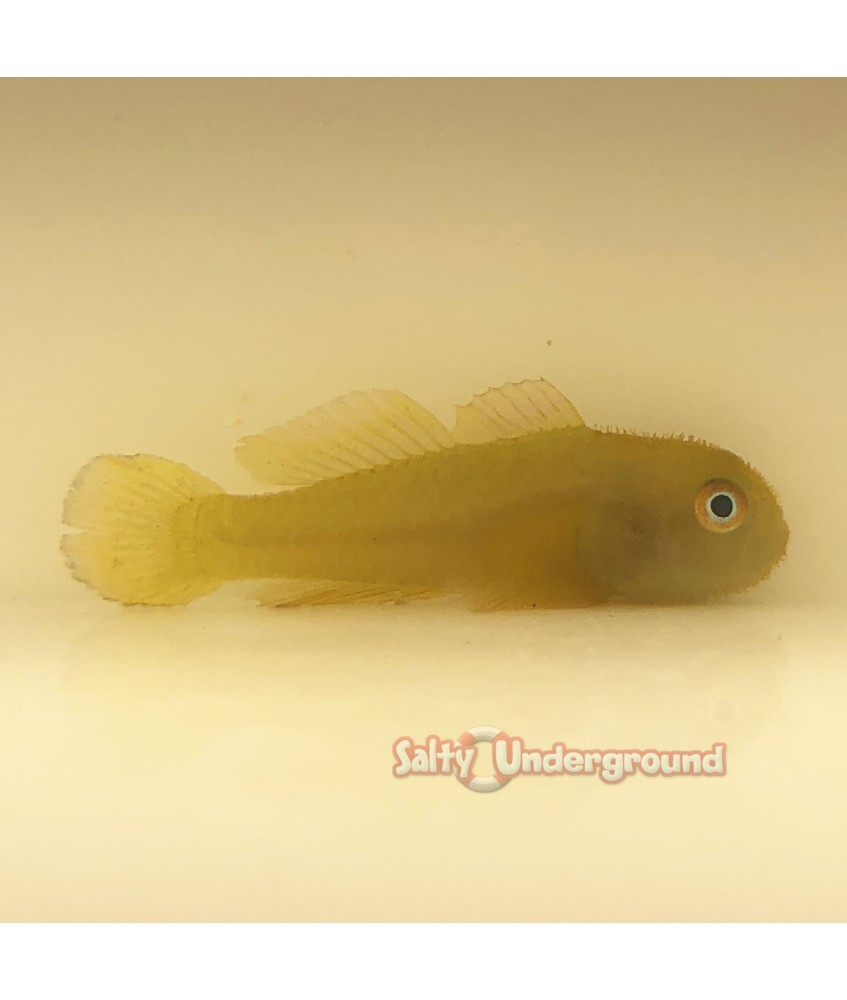 Salty Underground: Yellow Green Clown Goby (Gobiodon sp.)