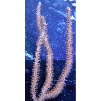 Thick Orange/Peach Gorgonian 2
