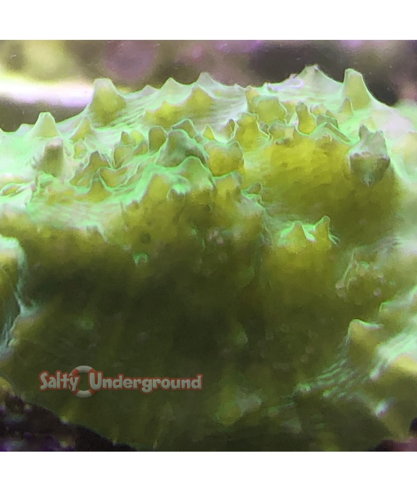 Salty Underground: Neon Green Chalice
