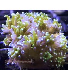 Salty Underground: Galaxia Coral