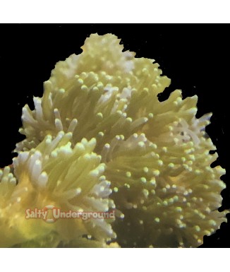 Salty Underground: Galaxia Coral
