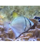 Salty Underground: Silver Moony (Monodactylus argenteus)