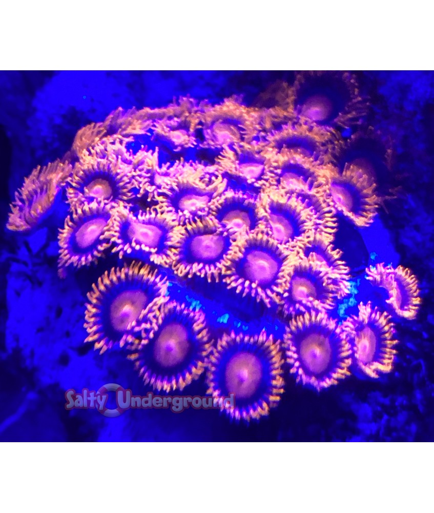Bam Bam Zoanthid actenic