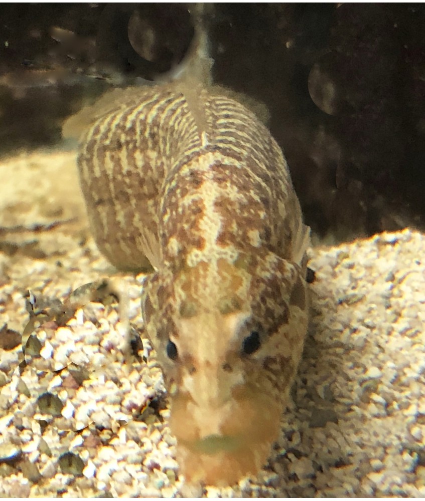 Salty Underground: Green Wolf Eel (Pseudochromis)