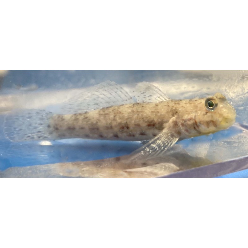 salty underground: atlantic pen shell (atrina rigida)... Salty Underground: The best online store for saltwater livestock