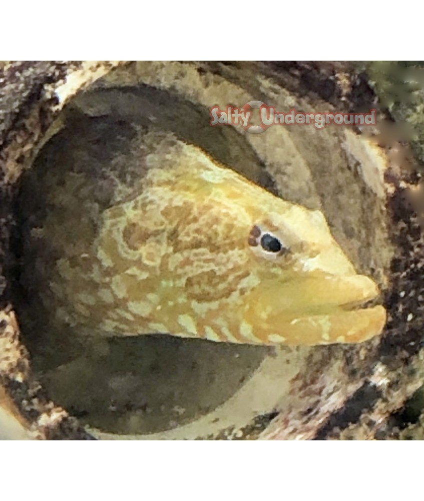 Salty Underground: Green Wolf Eel (Pseudochromis)
