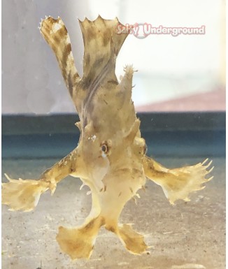 Salty Underground: Fishing Frog Anglerfish