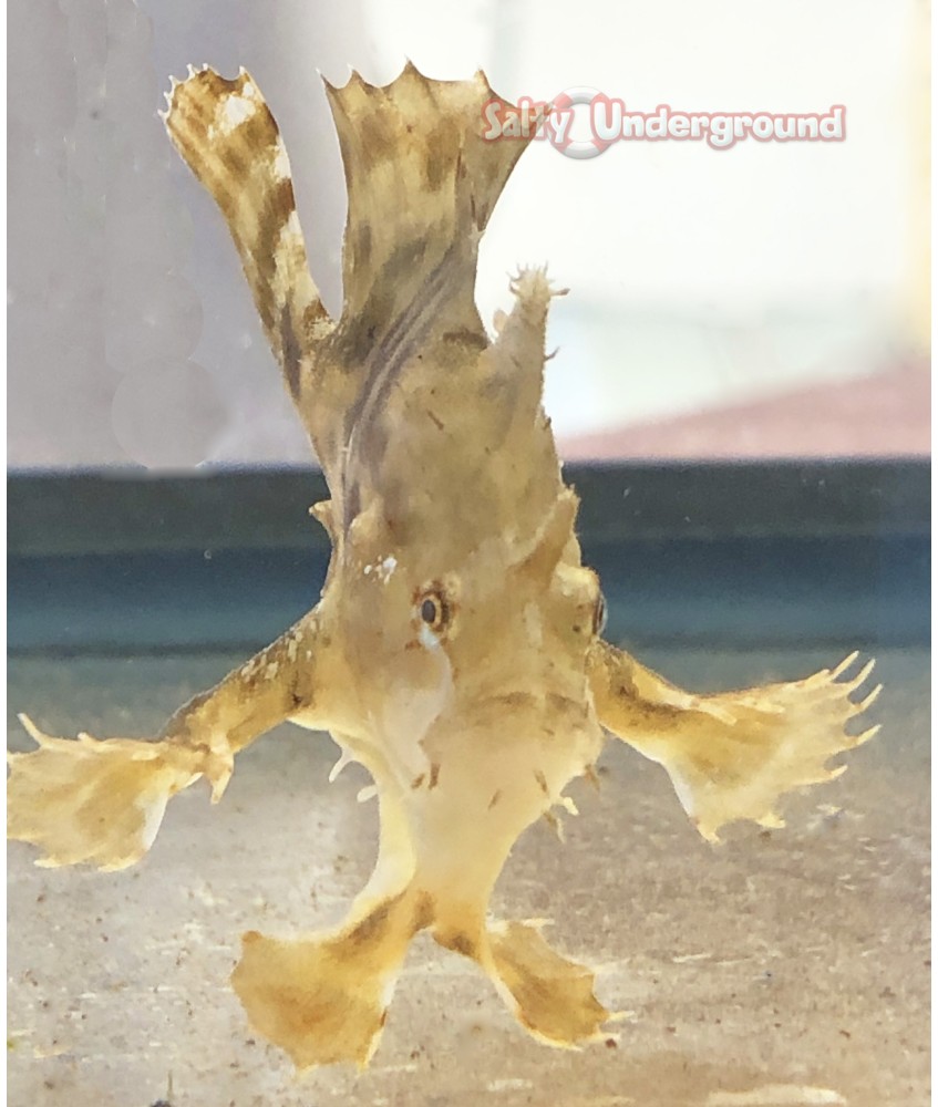 Salty Underground: Fishing Frog Anglerfish