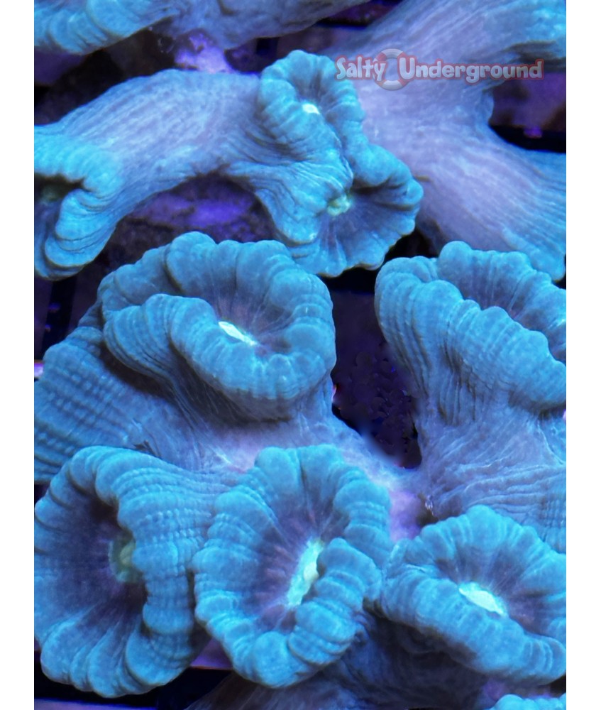 Turquoise Candy Cane 6+ Heads