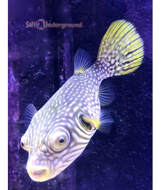 Salty Underground: Stars and Stripes Pufferfish (Arothron hispidus)