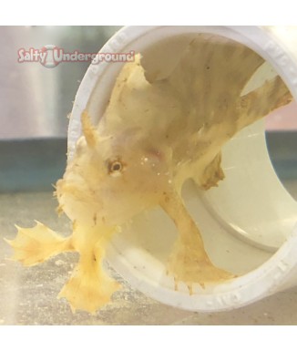 Salty Underground: Anglerfish (Sargassum)