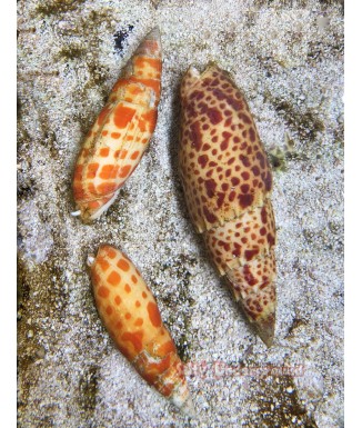 Salty Underground:  Papal Mitre Snail (Mitra papalis)