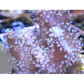 Devil's Hand Finger Leather - pink