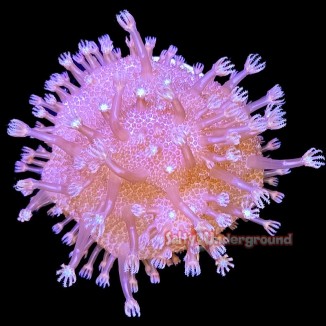 Salty Underground: Devil's Hand Finger Leather - Pink Large