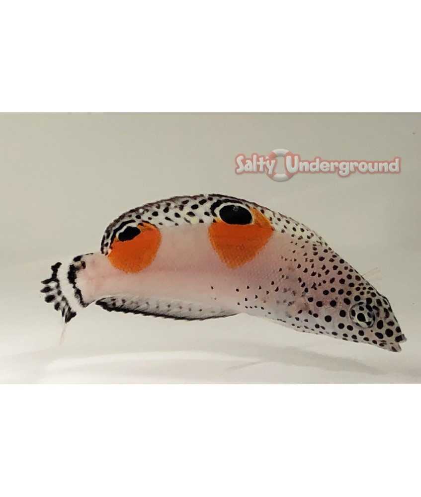 Salty Underground: Twin Spot Coris Wrasse